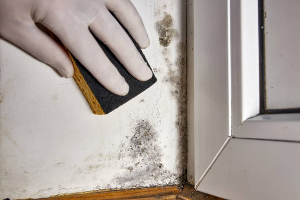 Best Industrial Mold Remediation  in Clay, AL
